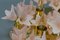 Italienische Wandleuchte aus Muranoglas in Pastellrosa Blumen & Messing mit 6 Leuchten, 1970er 11