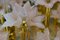Italienische Wandleuchte aus Muranoglas in Pastellrosa Blumen & Messing mit 6 Leuchten, 1970er 10