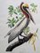 John James Audubon, Brauner Pelikan, Lithographie 1