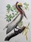 John James Audubon, Brown Pelican, Lithographie 1