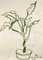 Reynold Arnould, Plant, 1975, Drawing, Image 1