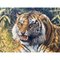 Mark Whittaker, Tiger in the Wild, 1997, Original Oil Painting 8
