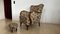 Armchair with Footrest, 1950s, Set of 2 6