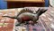 Cascanueces inglés de hierro fundido con forma de dinosaurio, años 30, Imagen 1