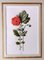 Englischer Künstler, Blumen, Chromolithographisches Diptychon, 1900, gerahmt 10