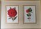 English Artist, Flowers, Chromolithographic Print Diptych, 1900, Framed 6