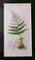 James Sowerby, Botanical Images, 1806, Montage d'impression, Encadré 4