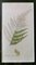 James Sowerby, Botanical Images, 1806, Montage d'impression, Encadré 14