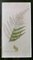 James Sowerby, Botanical Images, 1806, Print Montage, Framed, Image 14