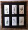 James Sowerby, Botanical Images, 1806, Print Montage, Framed 1