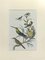 Johann Friedrich Naumann, Hummingbirds, Etching, 1840 1