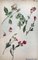Albert Fernand-Renault, Flowers, Watercolor & Ink, 1950s 1