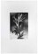 Leo Guida, El árbol de la villa, aguafuerte, años 70, Imagen 1