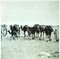 Bettino Craxi, Tunesische Kamele, Fotolithografie, 1990er 1
