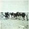 Bettino Craxi, Tunisian Camels, Photolithograph, 1990s, Image 1