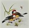 Unknown, Birds, Watercolor, 1970s 1