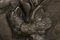 Armoire Noire avec Applications en Bronze et Incrustations en Étain, 1880s 12