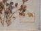 Provenzalische Herbarium Tür, 18. Jh., Frankreich 8