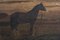 Cavallo, XIX secolo, Olio su tavola, con cornice, Immagine 8