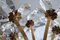 Flower Tischlampe aus Kristallglas Kelch von Palwa 13