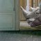 Mr Strange, El rinoceronte de Salvador, 2022, Pintura sobre lienzo sin estirar, Imagen 4
