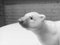 #1207 Polar Bear Figurine in Porcelain from Lladro, 1970s 11