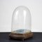 Hand-Blown Glass Display Dome, Late 1800s-Early 1900s 6