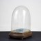 Hand-Blown Glass Display Dome, Late 1800s-Early 1900s, Image 6