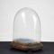 Hand-Blown Glass Display Dome, Late 1800s-Early 1900s 4