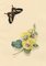 Louisa Hare, Cattleheart Butterfly & Hollyhock Flower, 1832, Watercolour 1