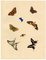 Louisa Hare, Feuille d'Études de Papillons, 1832, Aquarelle 2