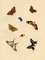 Louisa Hare, Blatt Schmetterlingsstudien, 1832, Aquarell 1