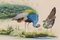 Peacocks, Goauche Paintings, Set of 2 12