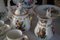 Antique Coffee Service from Porcelaine De Paris, 1870s, Set of 14 2