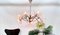 Brass & Acrylic Crystal Glass 12-Light Chandelier by Emil Stejnar for Rupert Nikoll, Vienna, Austria, 1950s, Image 1