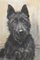 Marion Rodger Hamilt Harvey, Dogs Portrait, Pastel on Paper, 20th Century, Framed, Image 4
