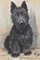 Marion Rodger Hamilt Harvey, Retrato de perros, Pastel sobre papel, siglo XX, Enmarcado, Imagen 3