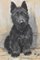 Marion Rodger Hamilton Harvey, Hundeportrait, Pastell auf Papier, 20. Jh., gerahmt 3