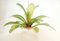 Vintage Palm Kronleuchter aus Muranoglas 28