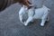 Large White Ceramic Elephant Sculpture from Vivai del Sud, Italy, 1960s 2