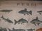 Antique Naturalistic Fish Poster, 1910s 2