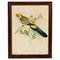 John Gould/H. C. Richter, Platycercus Flaveolus, Mid-1800s, Hand-Coloured Lithograph, Framed, Image 1