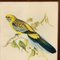 Lithographie Colorée à la Main John Gould/HC Richter, Platycercus Flaveolus, Milieu des Années 1800, Encadré 2