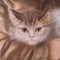 Französischer Künstler, Porträt eines Jungen mit Katze, 19. Jh., Pastell, gerahmt 4