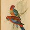 John Gould/H. C. Richter, Platycercus Pennantii, Mid-1800s, Hand-Coloured Lithograph, Framed 2