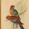 John Gould/HC Richter, Platycercus Pennantii, Mitte 1800, Handkolorierte Lithographie, gerahmt 2