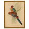 John Gould/HC Richter, Platycercus Pennantii, Milieu des années 1800, Lithographie Colorée à la Main, Encadrée 1
