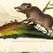 E. Donovan & F.C. & J. Rivington, Nature Illustration, Aug 1820, Hand-Colored Copperplate Engraving 4