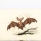 E. Donovan & F.C. & J. Rivington, Nature Illustration, Aug 1819, Hand-Colored Copperplate Engraving 3