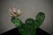 Grüne Kaktuspflanze aus Kunstglas von Murano Formia für Marta Marzotto, 1990 7